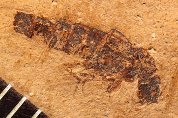 Media type: image;   Entomology PALE-1546